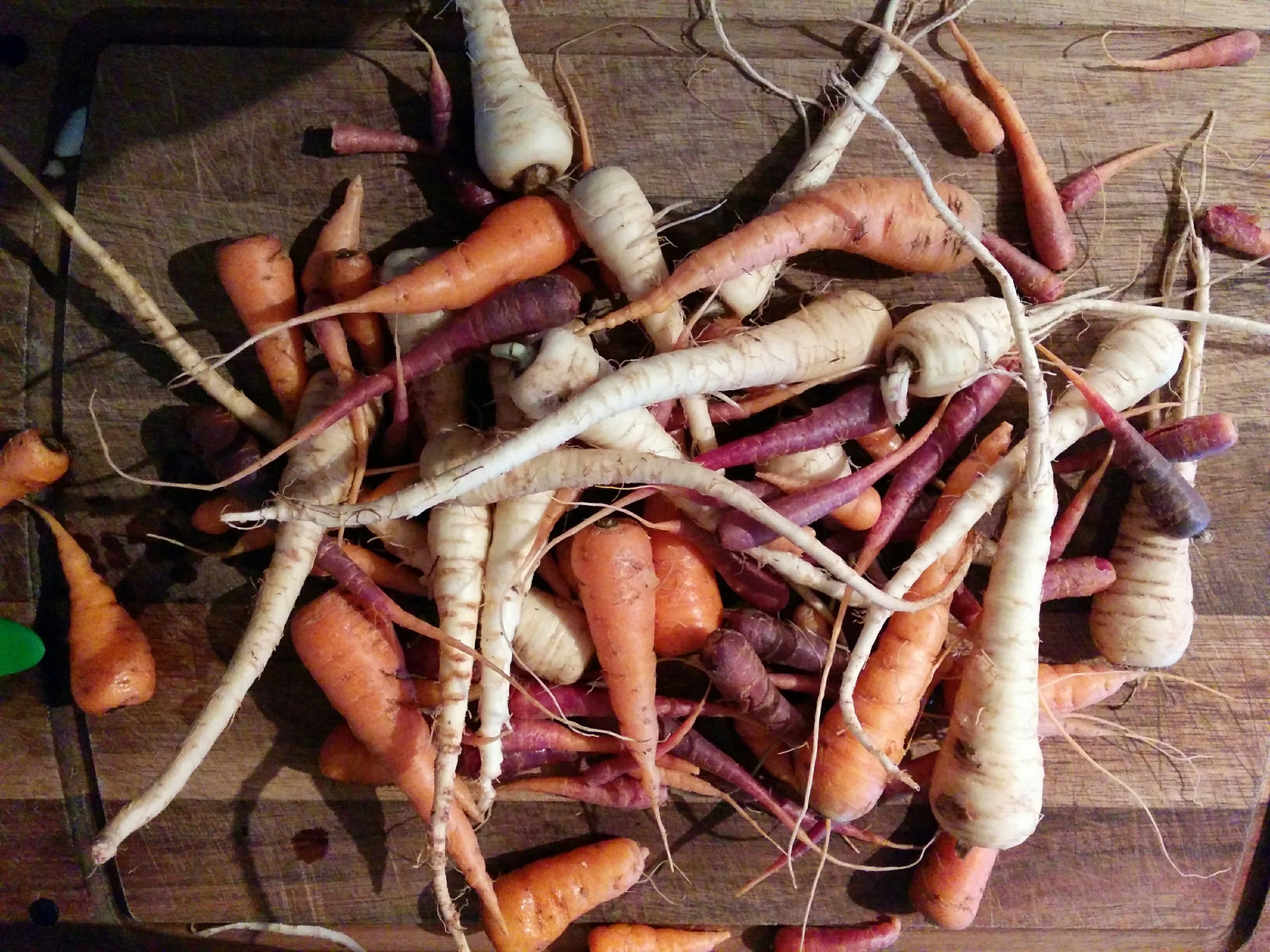 Carrots, Purple Carrots and Parsnips from our Garden